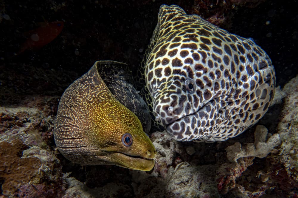 Moray Eels Together by Andrea Izzotti — canvas wall art