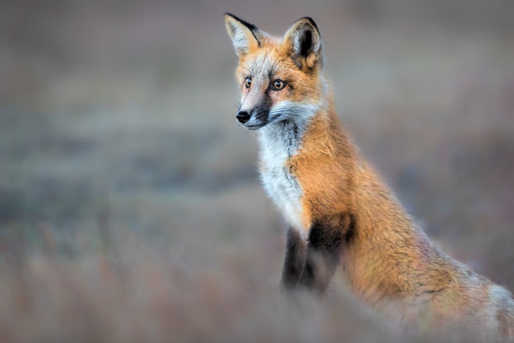 Red Fox Portrait by Jun Zuo — canvas wall art