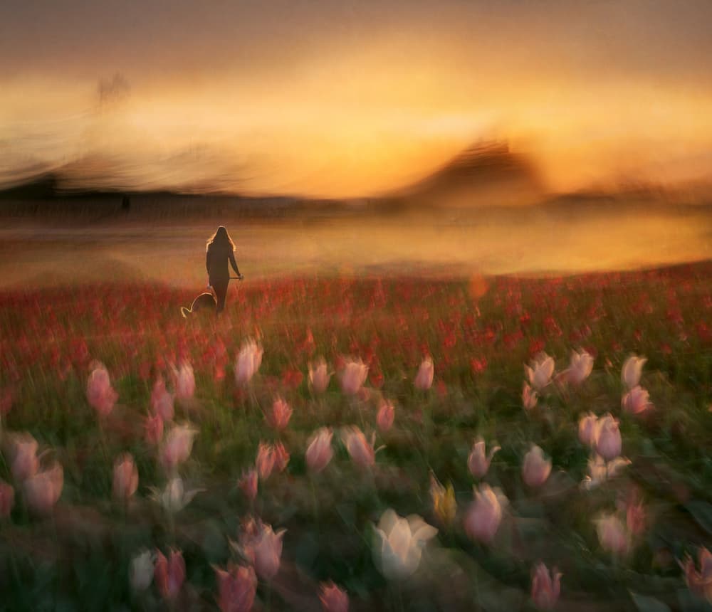 Dreamy Tulip Field Walk by Shenshen Dou — canvas wall art