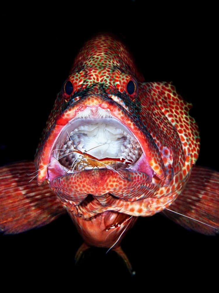 Red Grouper And Shrimp by Davide Lopresti — canvas wall art