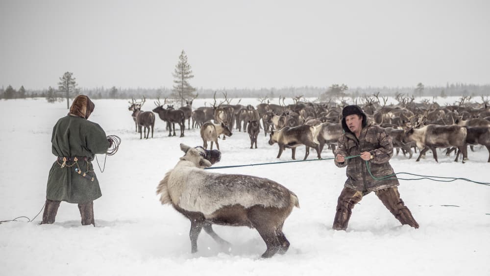 Reindeer Herders In Snow by Marcel Rebro — canvas wall art