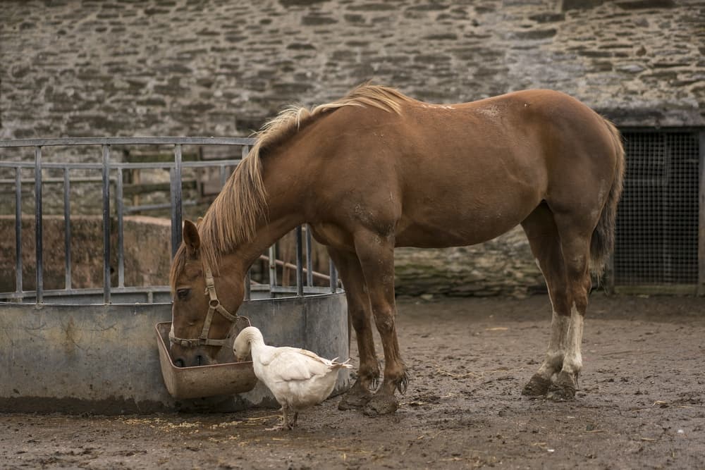 Farm Horse and Duck by Gert van den Bosch — canvas wall art
