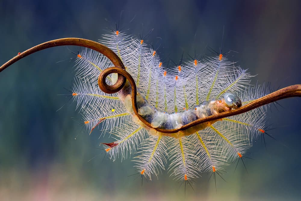 Vibrant Feathery Caterpillar by Abdul Gapur Dayak — canvas wall art