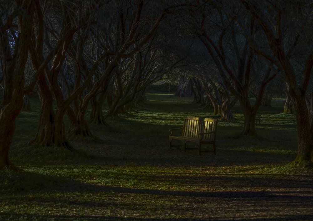 Sunlit Benches Tree Tunnel by Judy Tseng — canvas wall art