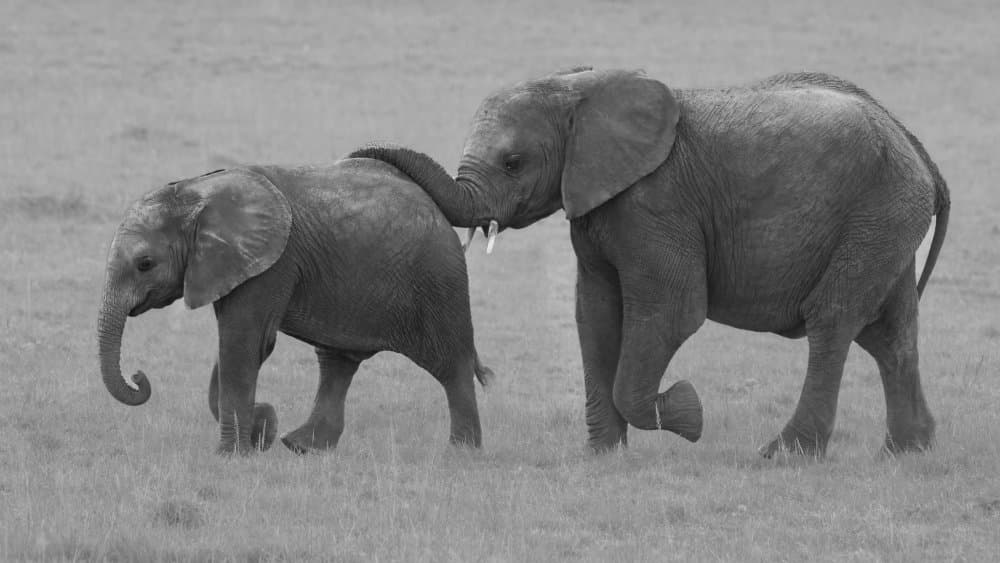 Elephants Gentle Bond by Sheila Xu — canvas wall art