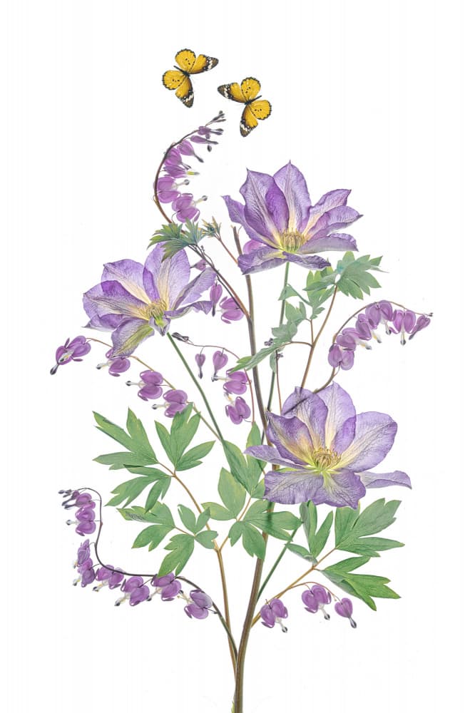 Purple Blooms and Butterflies by Lydia Jacobs — canvas wall art