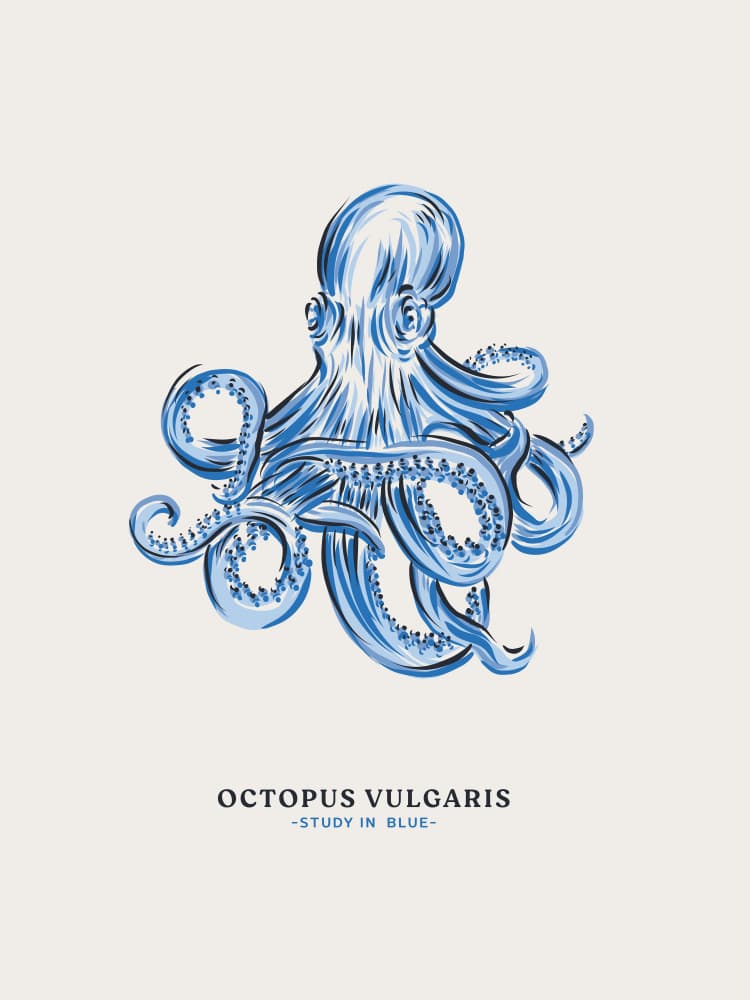 Blue Octopus Study by Alexandra Weise — canvas wall art