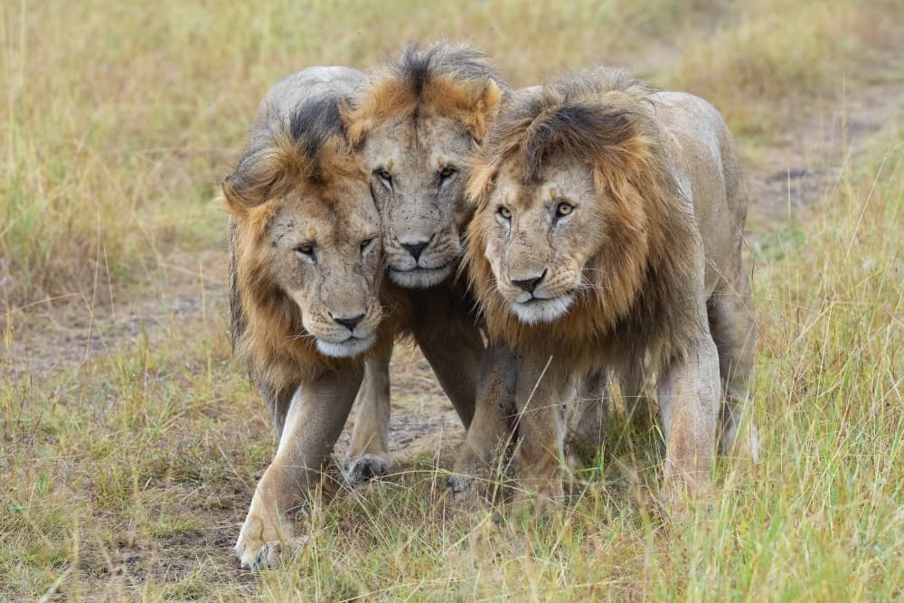 Three Lions on Safari by Valerio Ferraro — canvas wall art