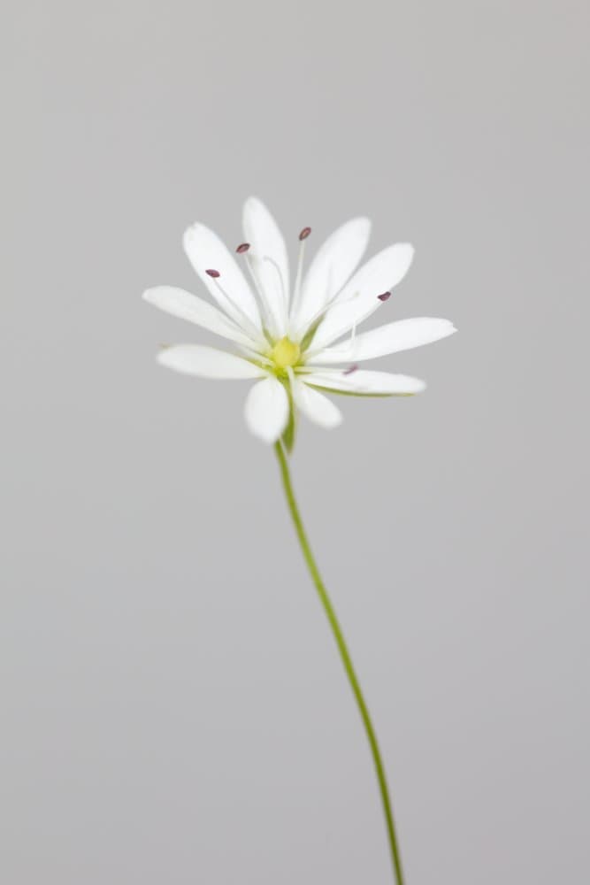 Delicate White Blossom by Pictufy Studio III — canvas wall art