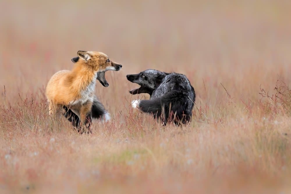 Two Foxes Face Off by Jun Zuo — canvas wall art