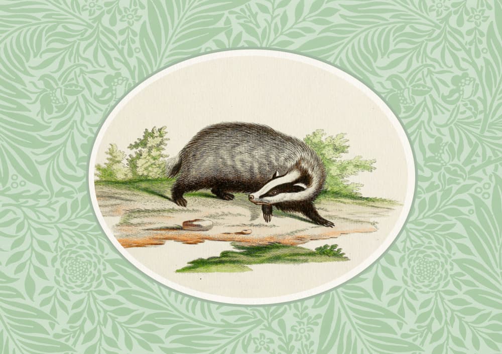 Woodland Badger by Wild Violets — canvas wall art