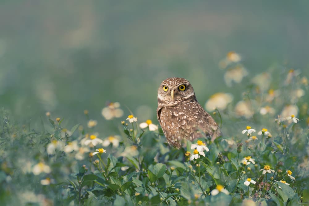 Burrowing Owl Amidst Flowers by Qing Zhao — canvas wall art