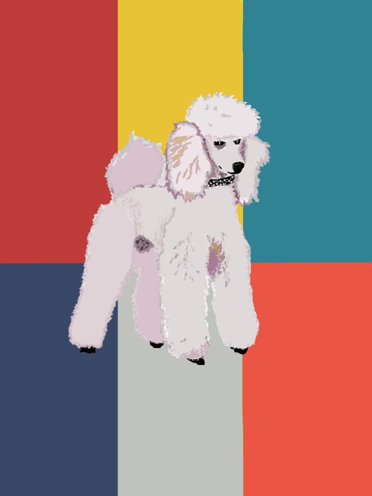 White Poodle Pop Art by Lynnda Rakos — canvas wall art