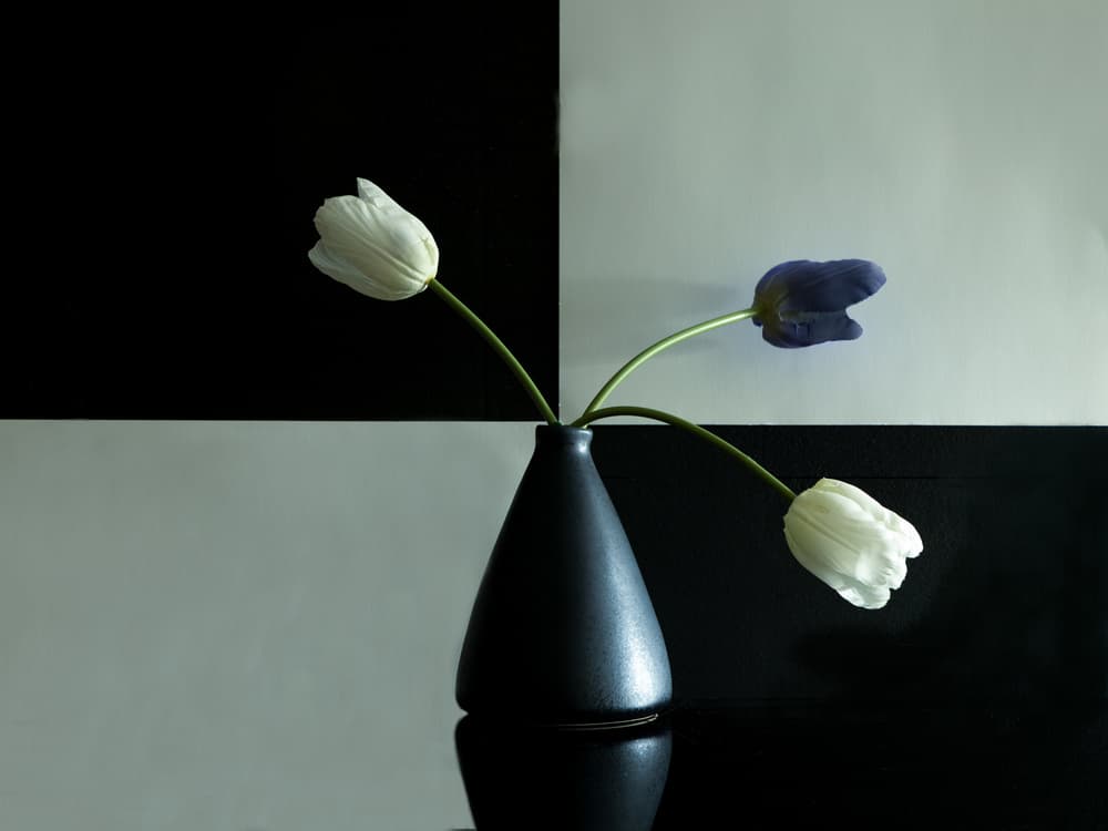 Elegant Floral Contrast by Dennis Zhang — canvas wall art