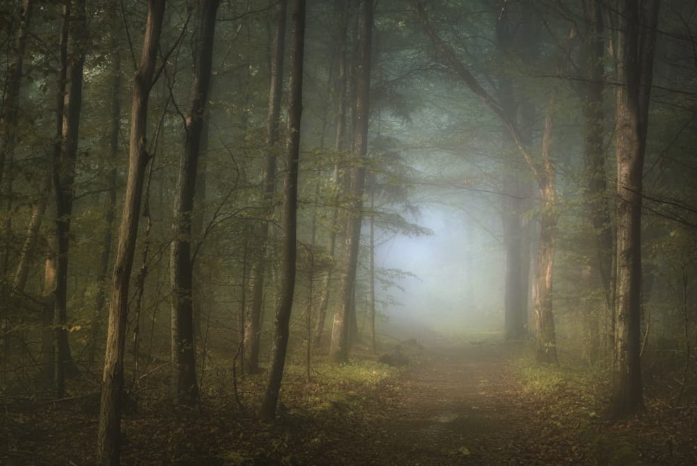 Misty Forest Path by Norbert Maier — canvas wall art