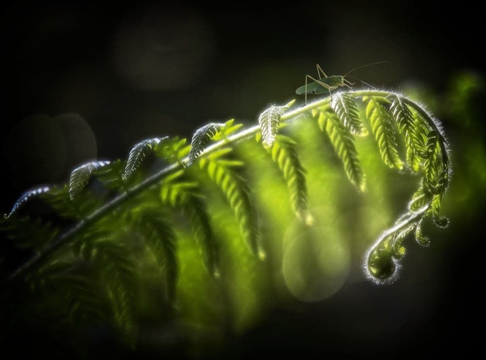 Insect on Unfurling Fern by Anna Cseresnjes — canvas wall art