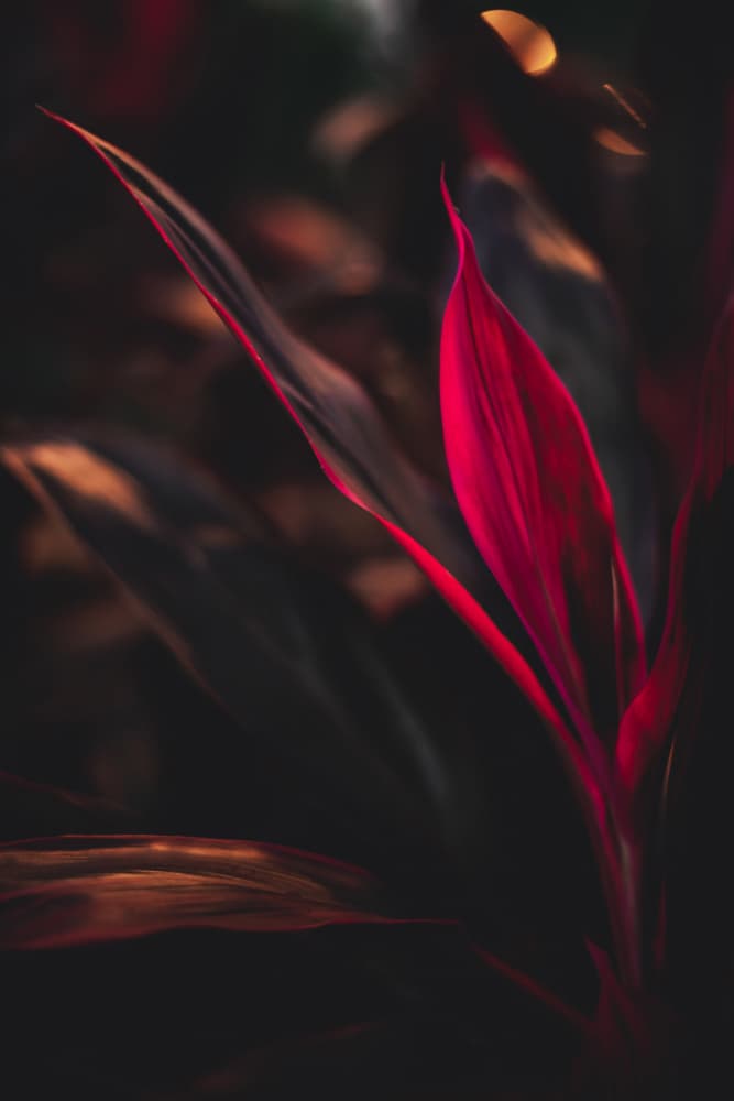 Crimson Glow by Tim Mossholder — canvas wall art
