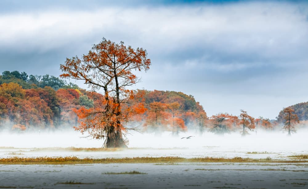 Misty Autumn Tree by May G — canvas wall art