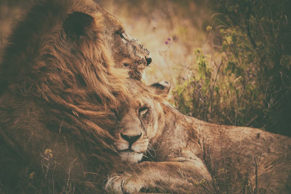 Lion Couple Embrace by Mohammed Alnaser — canvas wall art