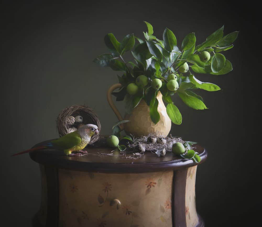 Green Parrot Still Life by Catherine Wang — canvas wall art