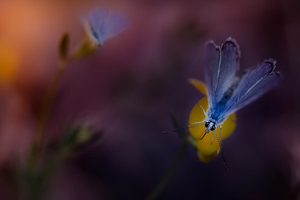Blue Butterfly on Yellow Flower by Antonio Grambone — canvas wall art
