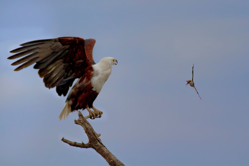 Eagle And Kingfisher Encounter by Jun Zuo — canvas wall art