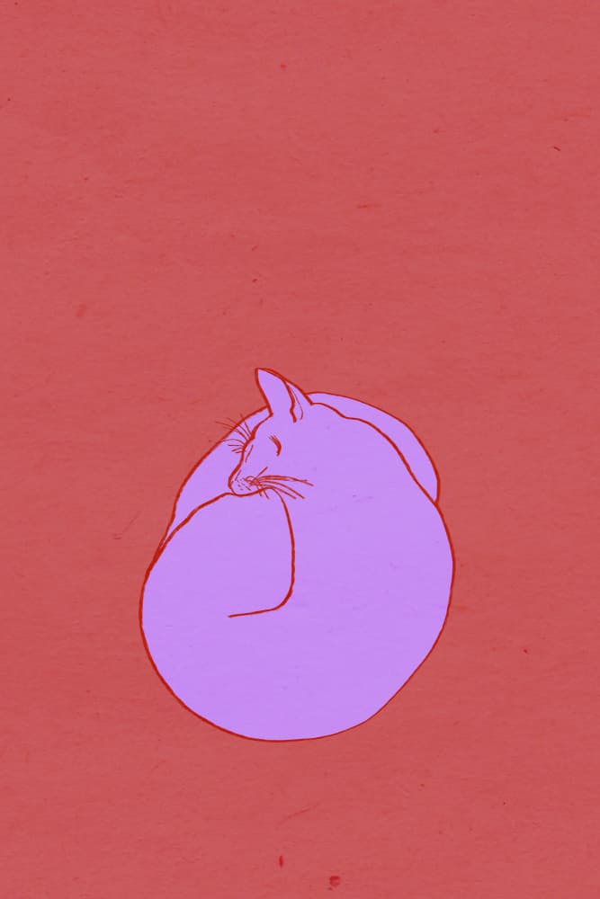 Peaceful Pink Cat by Mela Patterns — canvas wall art