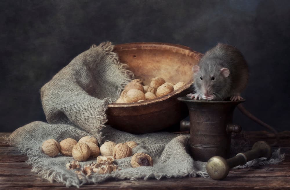 Rustic Rat and Walnuts by Eleonora Grigorjeva — canvas wall art