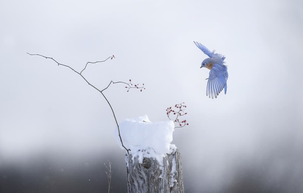 Snowy Bluebird Flight by Larry Deng APA — canvas wall art