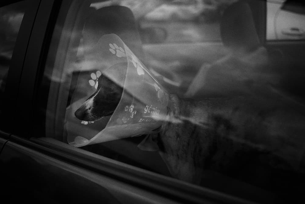 Reflective Dog In Car by Rui Caria — canvas wall art