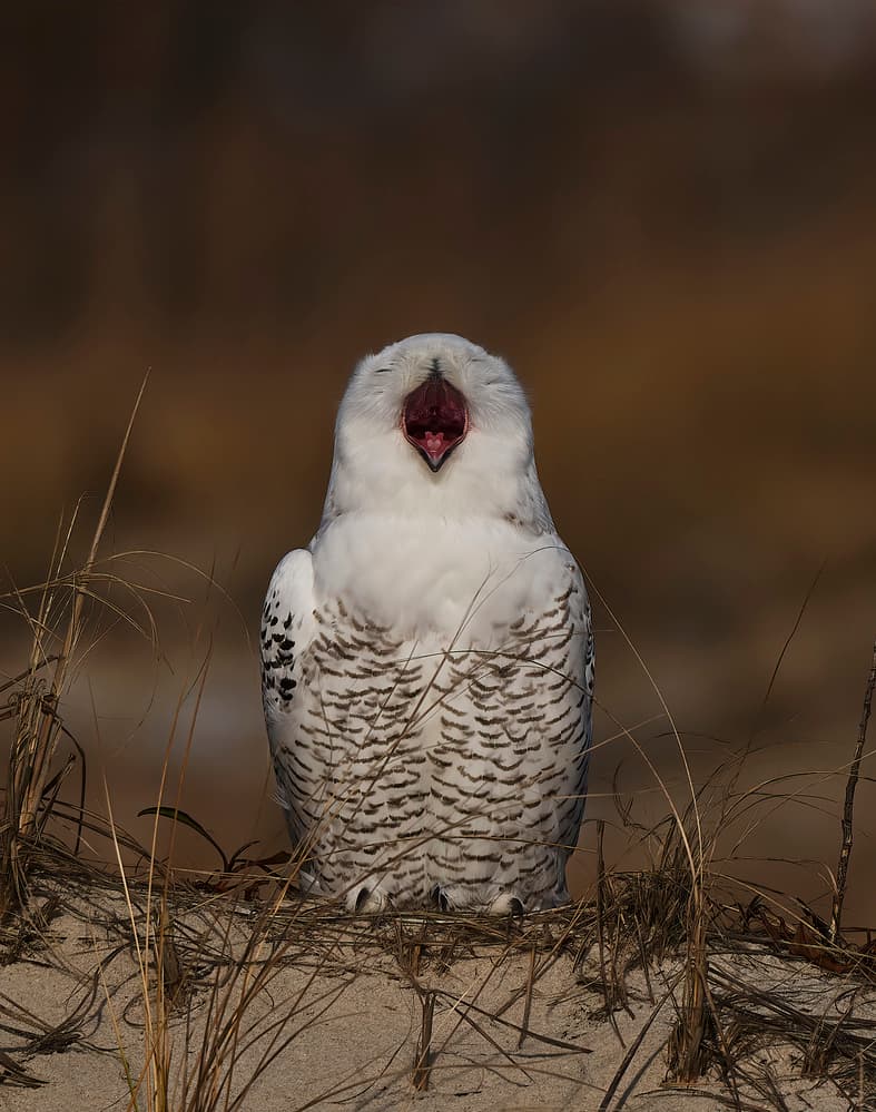 Snowy Owl Yawn by Johnny Chen — canvas wall art