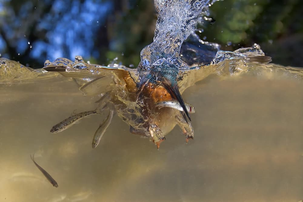 Kingfisher's Dynamic Catch by Marco Redaelli — canvas wall art