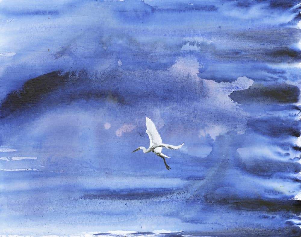 White Egret Blue Sky