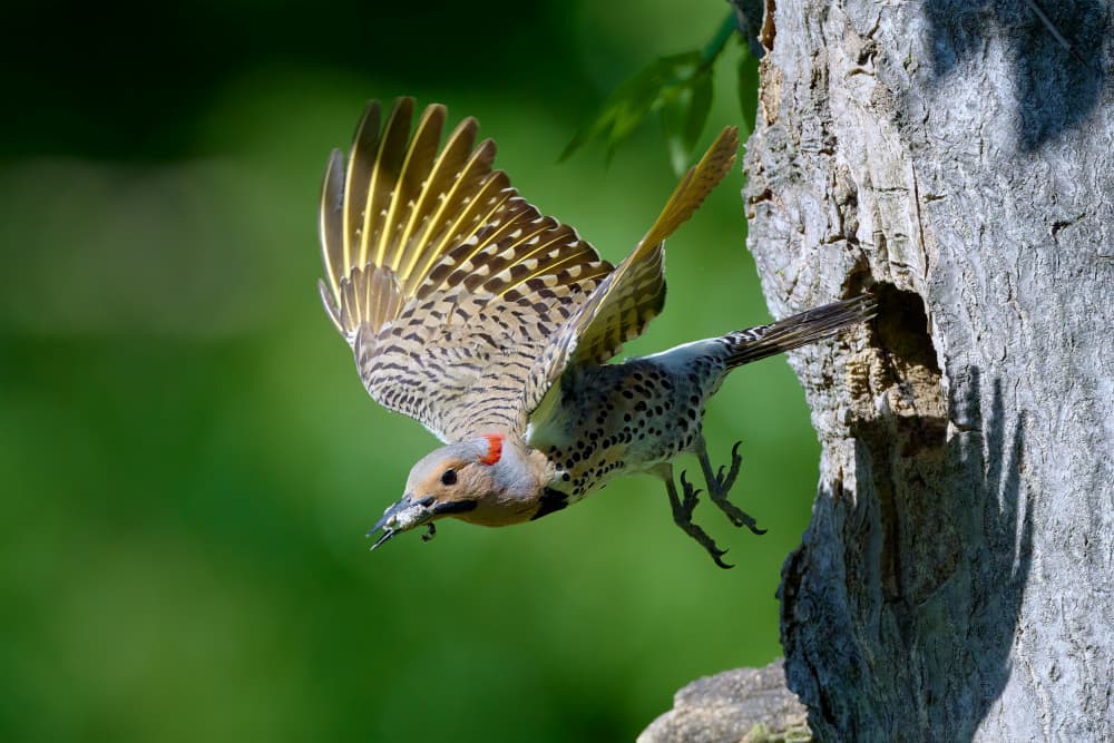 Northern Flicker In Flight by Johnny Chen — canvas wall art