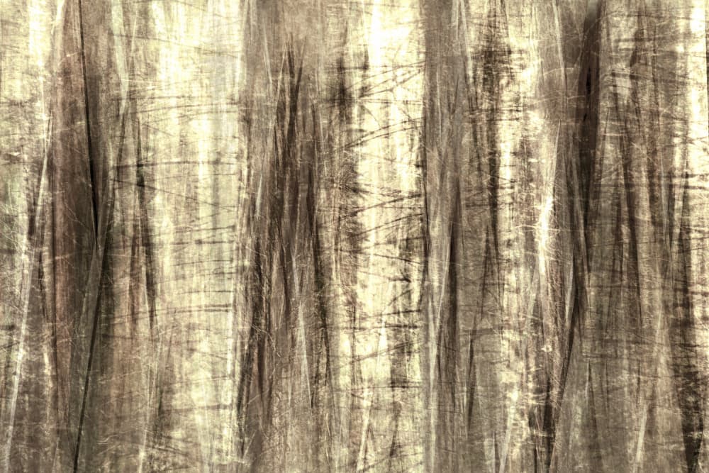 Dreamy Forest Lines by Christina Sillen — canvas wall art