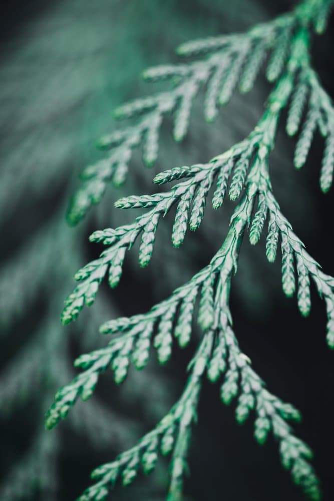 Deep Green Cedar Branch by Pictufy Studio III — canvas wall art