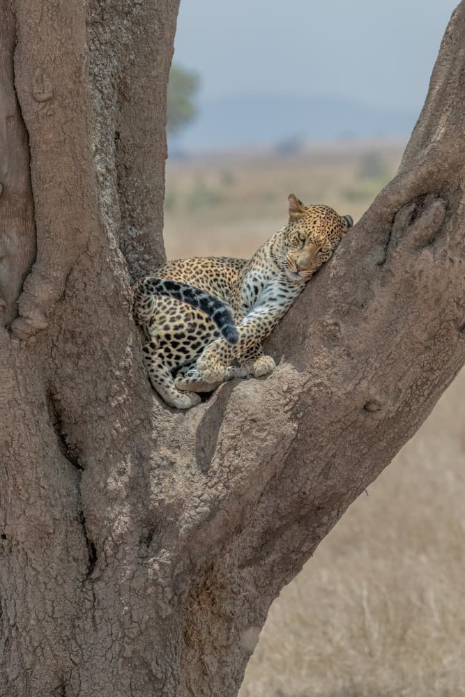 Spotted Leopard Resting Tree by Hong Chen — canvas wall art