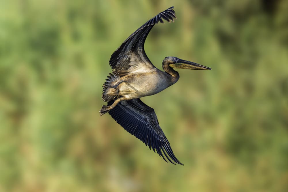 Pelican in Flight by Mallal Moshe — canvas wall art