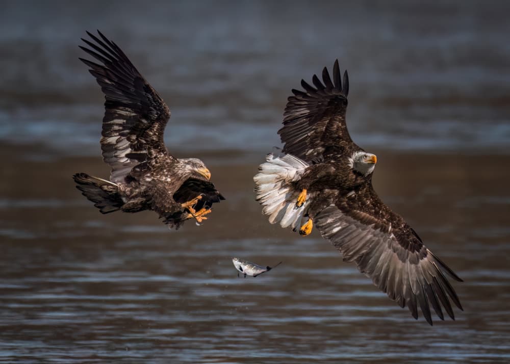 Bald Eagle Fish Fight by Hanping Xiao — canvas wall art