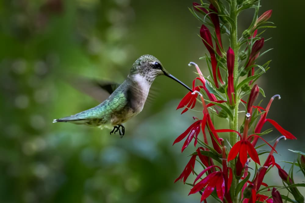 Hummingbird Nectar Bloom by Xiaohong Zhang — canvas wall art