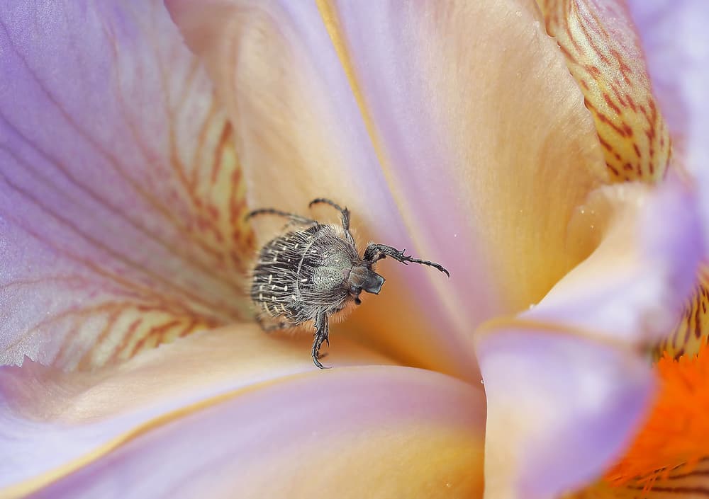 Fuzzy Beetle On Iris by Thierry Dufour — canvas wall art