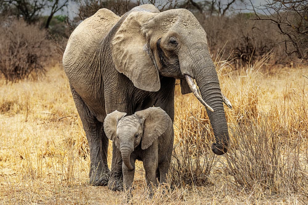 African Elephant Family by Jois Domont ( J.L.G.) — canvas wall art