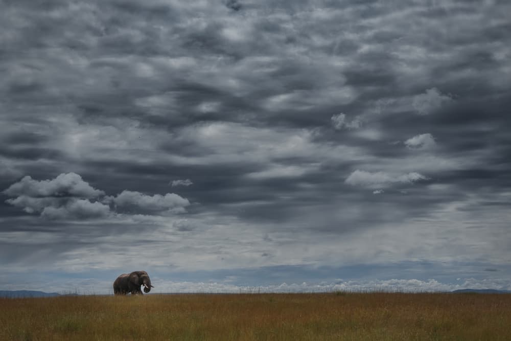 Elephant Under Stormy Sky by Roberto Marchegiani — canvas wall art