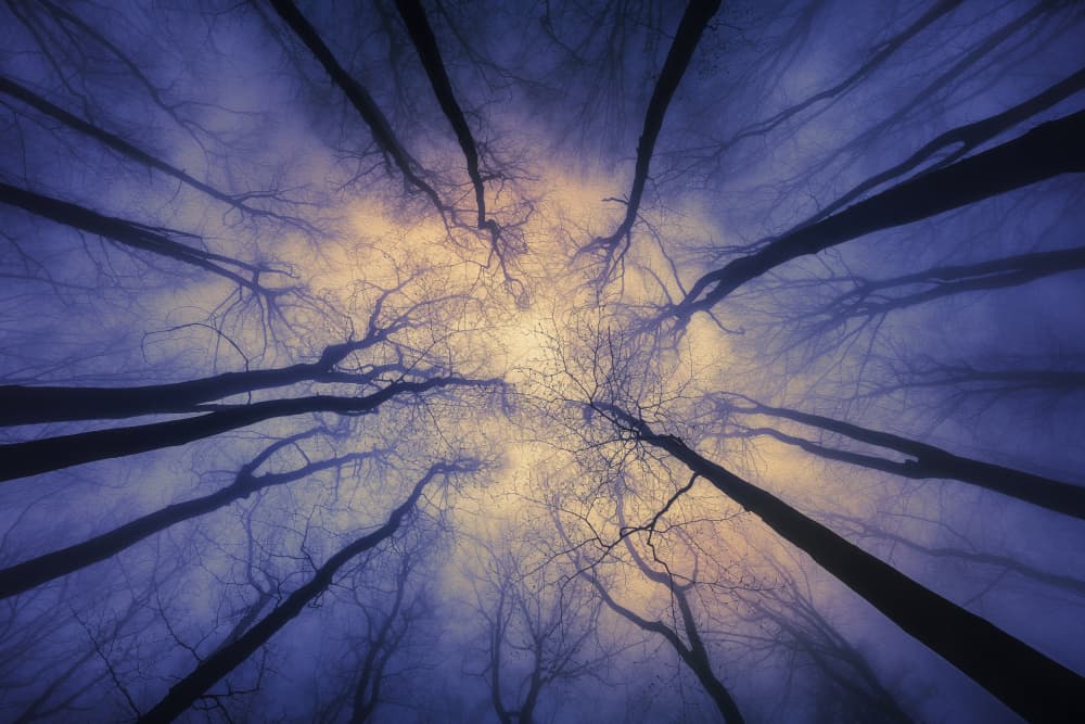 Ethereal Forest Light by Tom Pavlasek — canvas wall art