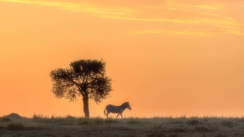 Golden Savanna Zebra by Hong Chen — canvas wall art