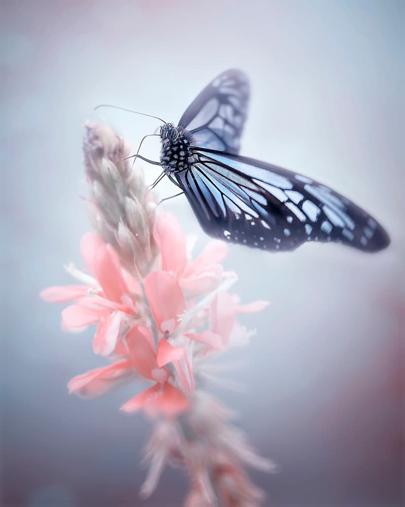 Blue Butterfly Bloom by Fauzan Maududdin — canvas wall art