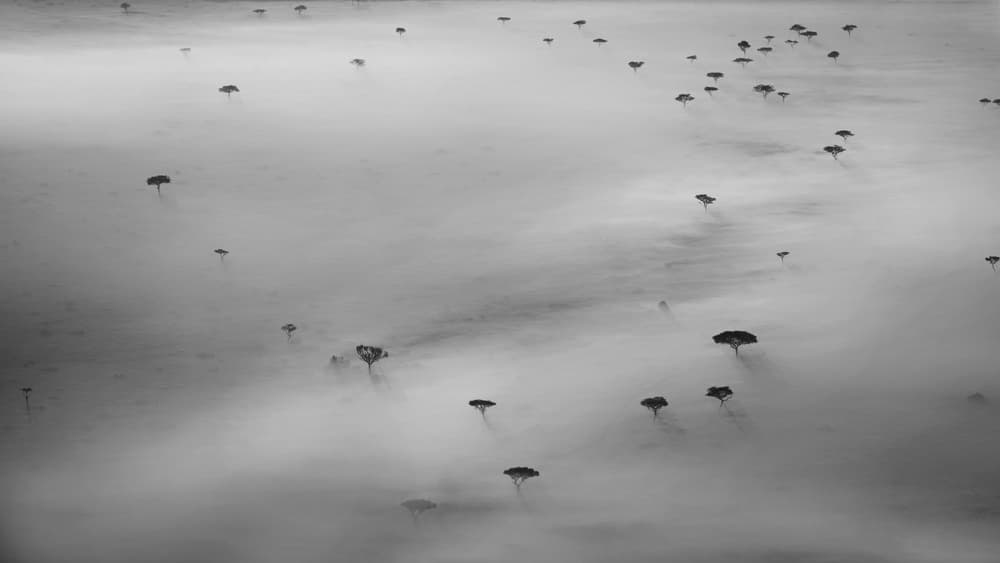 Misty Savanna Trees by Phillip Chang — canvas wall art