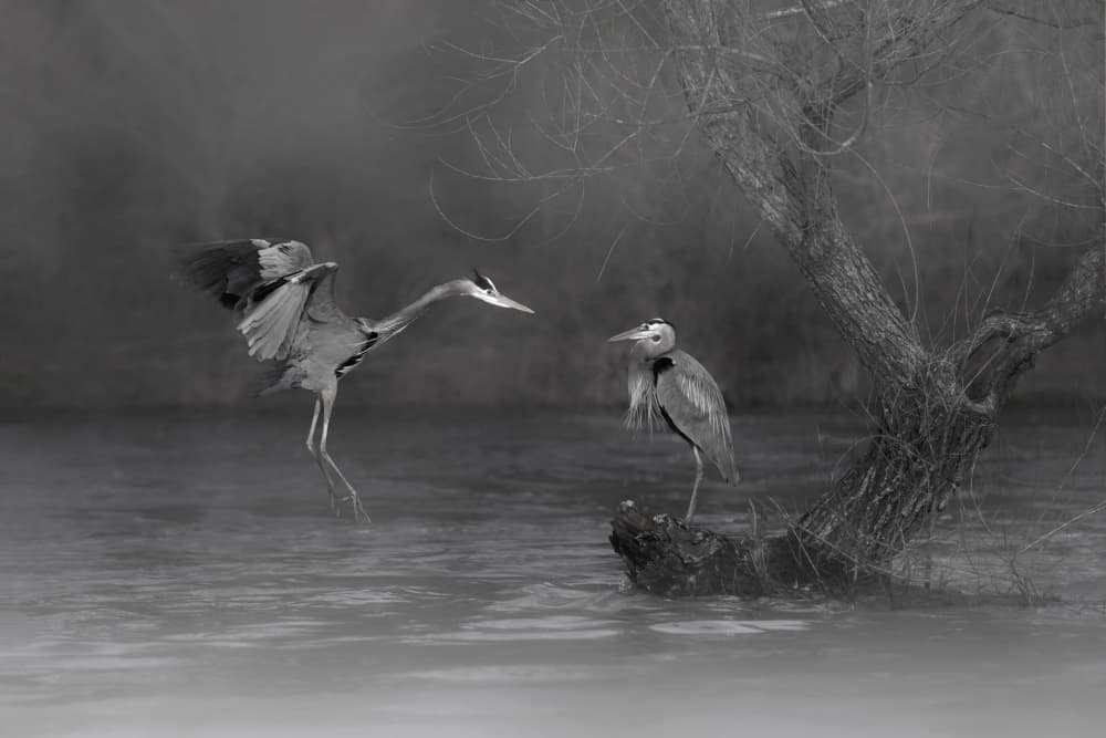 Herons in Serene Mist by Qing Zhao — canvas wall art
