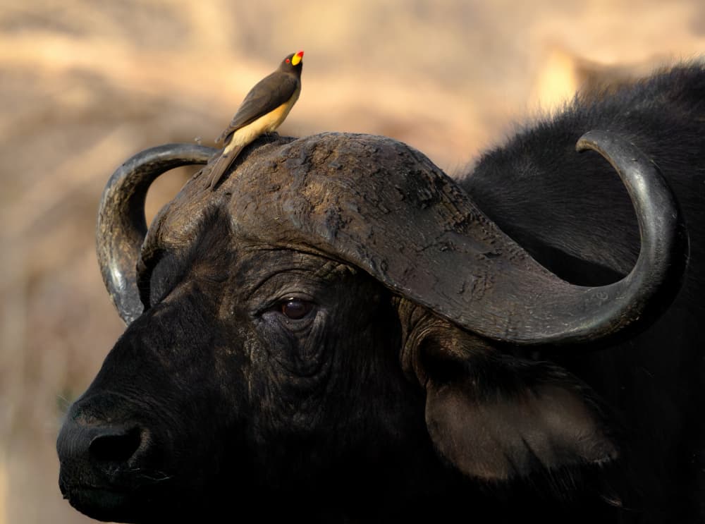 Cape Buffalo And Oxpecker by Yanny Liu — canvas wall art