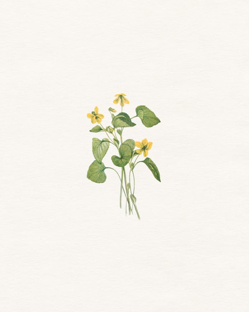 Delicate Yellow Flowers by Wild Violets — canvas wall art